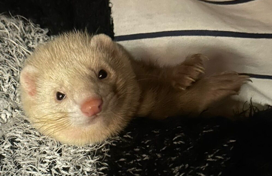 2 male ferrets