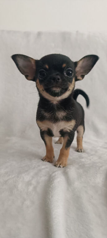 X3 Chihuahua puppies for dale