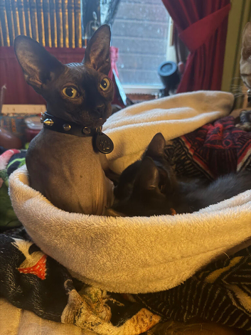 Coated sphynx cross savannah