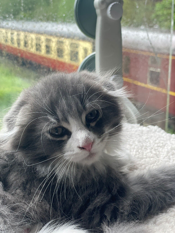 Maine Coon x Scottish Fold, 8 weeks, big, folded ears