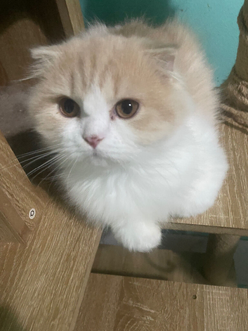 Scotland fold kittens
