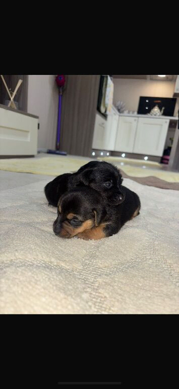 Yorkshire terrier X Jack Russell