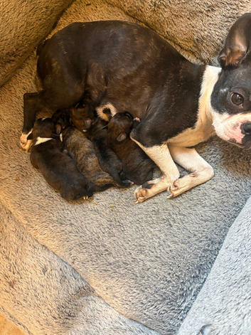 Rare Boston Terrier x Cockapoo Puppies