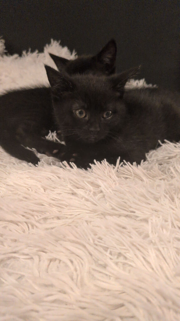 5 British short hair cross black kittens