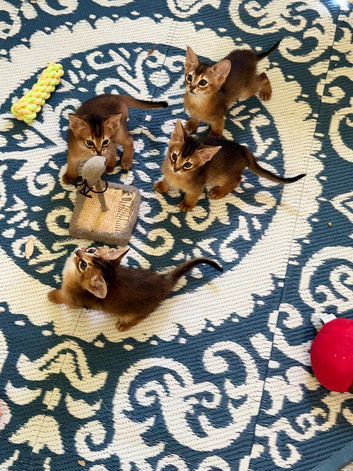 Pedigree abbysianian kittens