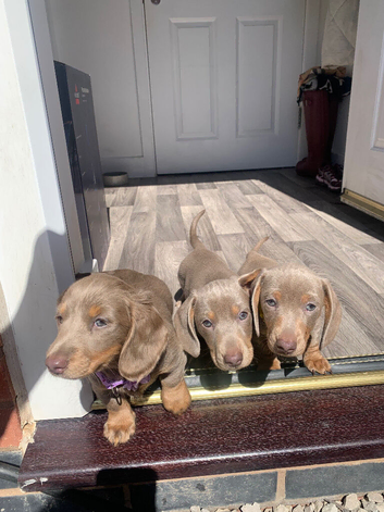 Miniature dachshund puppies for sale