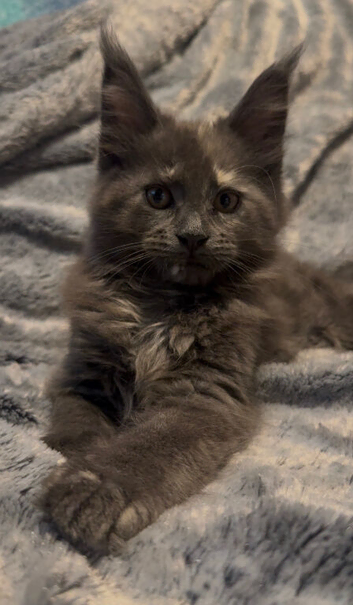 TICA reg Maine Coons - Ready to leave