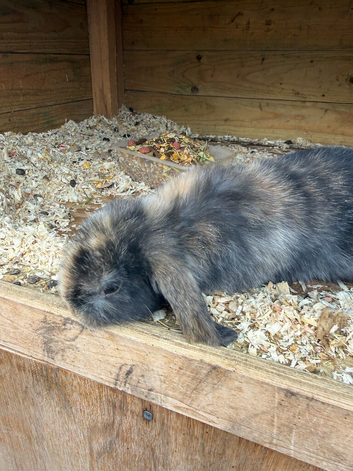 Beautiful baby mini lops