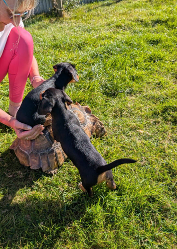 Miniature Dachshund x Jack Russell x Yorkshire terrier