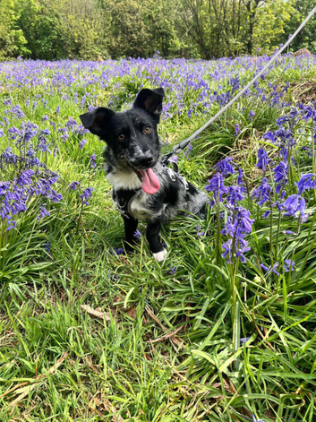 Beautiful little pixel needs a home