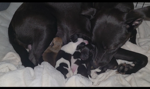 5 beautiful collie x whippet puppies