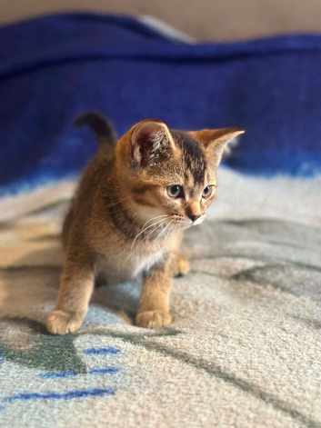 Bsh x kitten