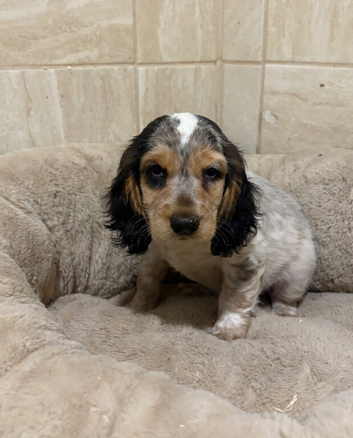 Cocker Spaniel Pups