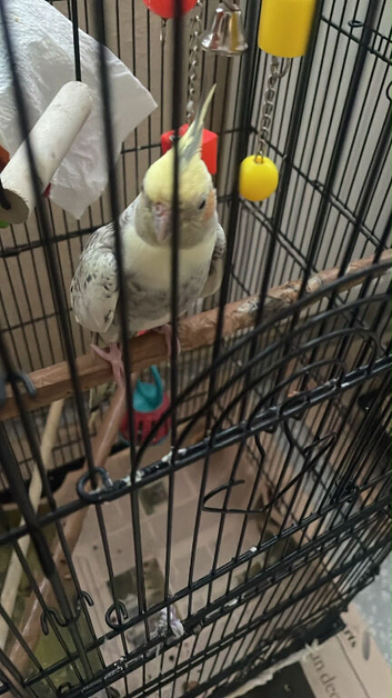 Cockatoo