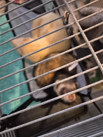 free 2 female ferrets 11 month old have you got a good home for them