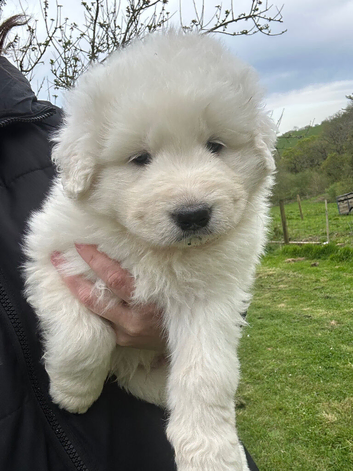 Pedigree Maremma Puppies