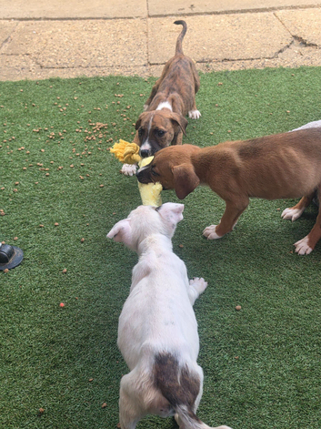 We have 2 lovely puppies left English bull terrier cross staffy cross german sheapard