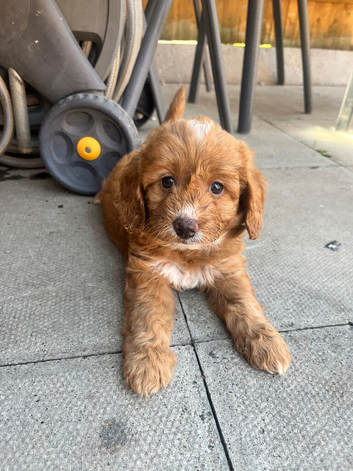 Beautiful Multigen Cockapoo Puppies