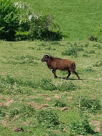shetland x soay sheep