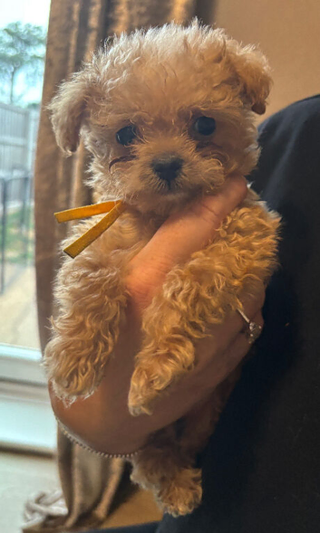 F1 True teacup Korean Maltese x Asian poodle F1 health tested