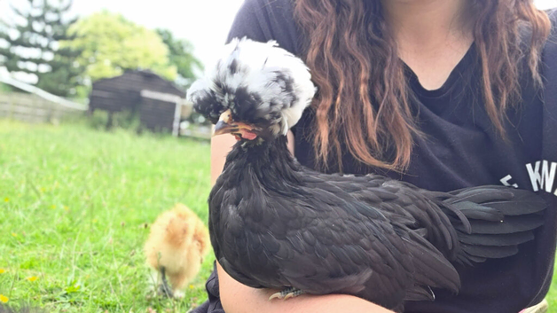 Roosters looking for Homes
