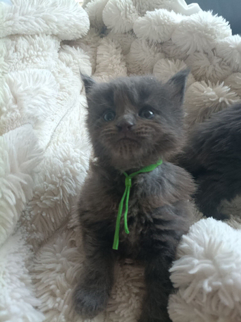 Maine Coon Kittens 3 boys!