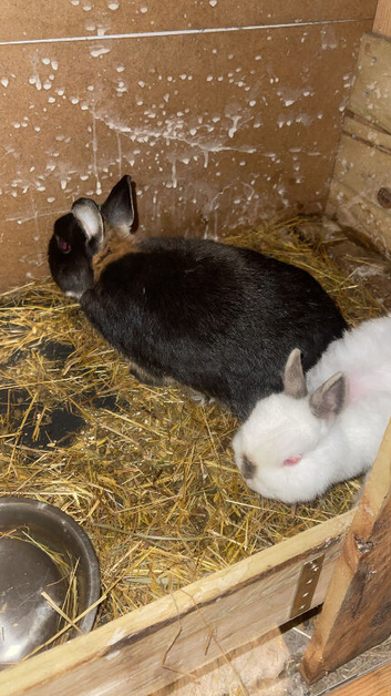 Netherland dewarth breeding pair