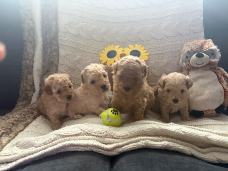 Licensed Teeny Tiny Maltipoo pups