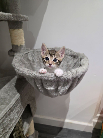 Lovely polka dots and stripped kittens