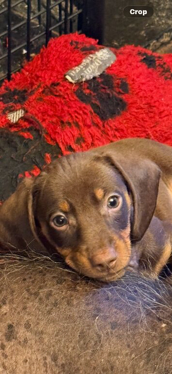 Beautiful Minature dachshund puppies ( pra clear )