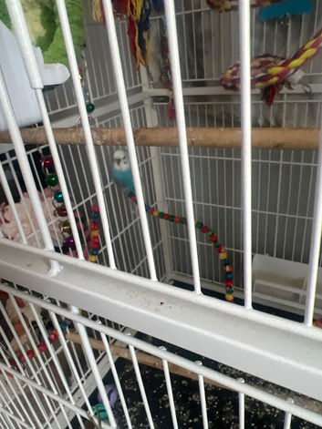 2 young budgies