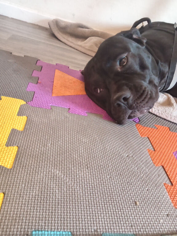 Canie mastiff needing new home