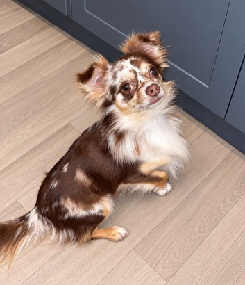 Beautiful chocolate Merle boy