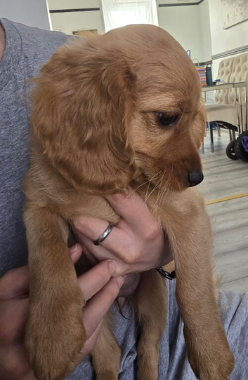Cocopoo puppies for sale