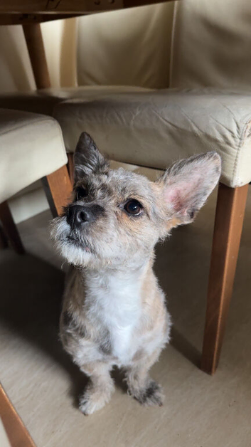 Poodle x frenchie female pup