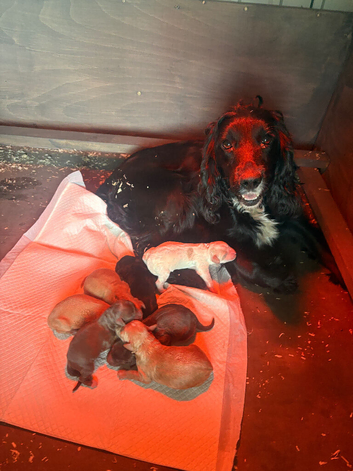 Beautiful F1 cockerpoo puppies- ready 14th July