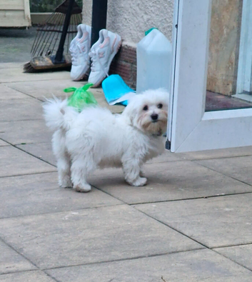 Puppy Bolognese girl
