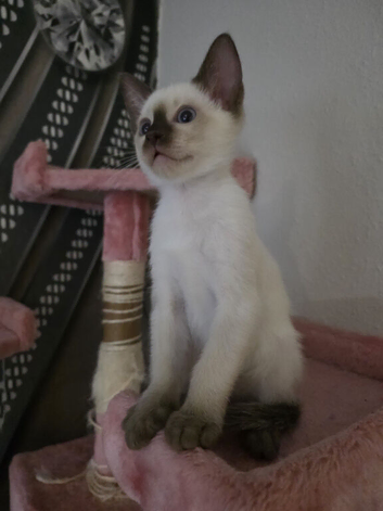 Siamese Seal point male Kitten