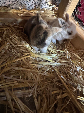 Mini lop babies litter of 3