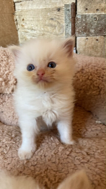 Flame point ragdoll kittens