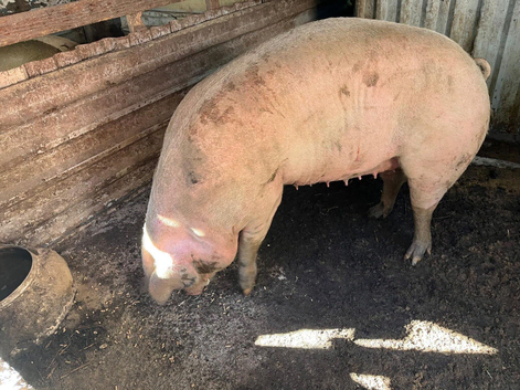 Welsh sow for sale.