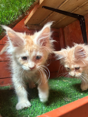 Stunning ginger/cream kittens