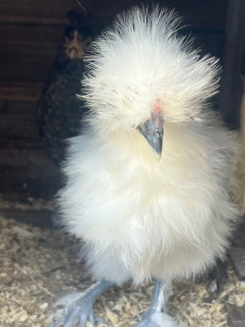 Beautiful Silkie Chickens