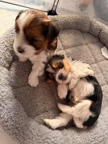 Yorkshire terrier biewer puppies