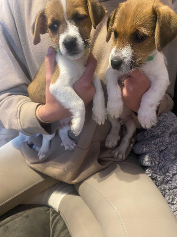 Jack Russel puppies