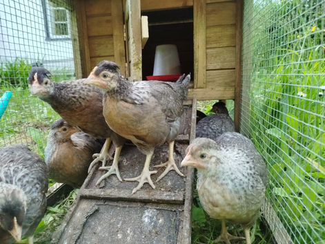 Cream Legbar Hens chickens