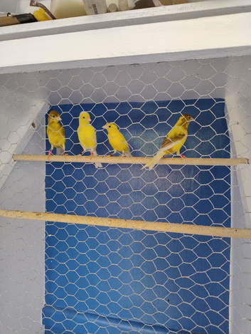 Irish fancy canaries for sale