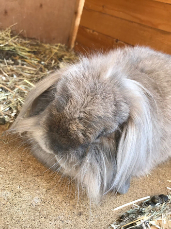 REHOMED. female rabbits