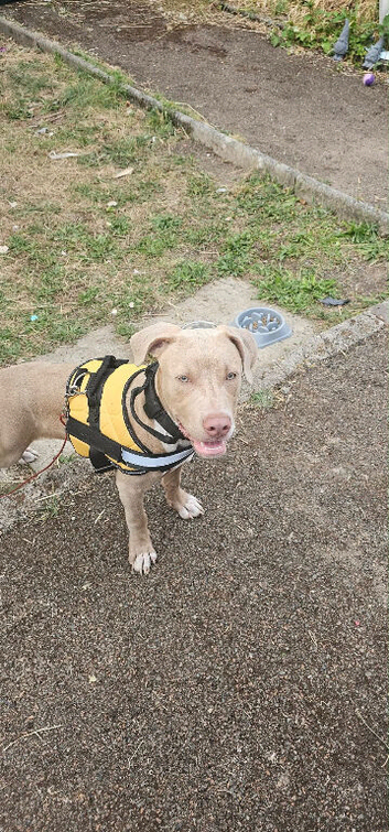 6 month old puppy