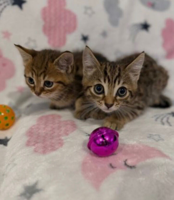 Bengal cross kittens